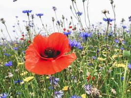 The red poppy. Close-up photo