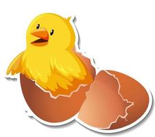 Chick hatching from an egg on white background vector