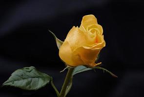 a yellow rose bud with droplets of rain water against a dark background
