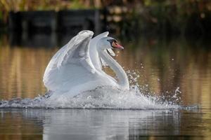 un cisne mudo, cygnus olor, que acaba de aterrizar en el agua y tiene las alas extendidas y el agua salpica alrededor de su pecho