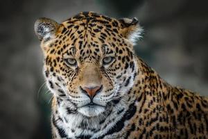 Cerrar solo la cabeza fotografía de un gran gato jaguar mirando hacia la cámara foto