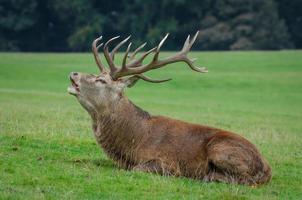 A red deer stag with large antlers lying on the grass bellowing