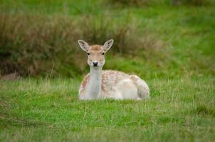 A cute young fallow deer lying on the grass facing forwards