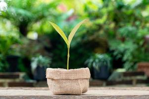 crecimiento de la plantación de árboles, amor por la naturaleza foto