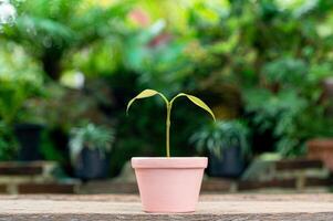 tree planting growth, love of nature photo