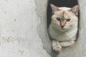 lindo gato gris jugando divertido foto