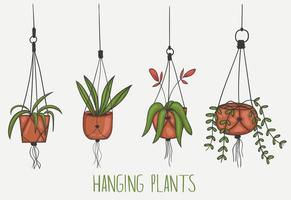 Set of Colorful Hand Drawn Hanging Plants illustration vector