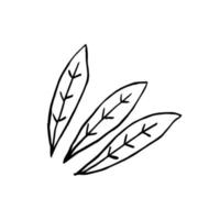 Sketch tropical leaf. Doodle outline jungle plant vector