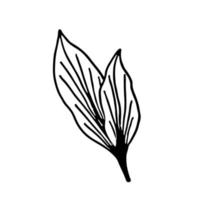 Sketch tropical aspidistra leaf in line art style. Doodle outline jungle plant vector