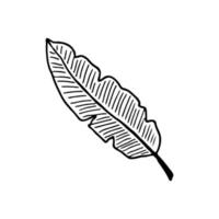 Sketch tropical banana leaf in line art style. Doodle outline jungle plant vector