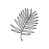 Sketch tropical leaf. Doodle chamaedorea. Outline jungle plant vector