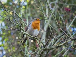 European robin, Erithacus rubecula, perched in a bush photo