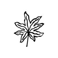 Sketch tropical aralia leaf. Doodle outline jungle plant vector