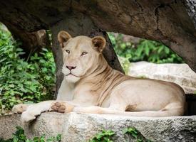 White lion on the rock Closeup photo