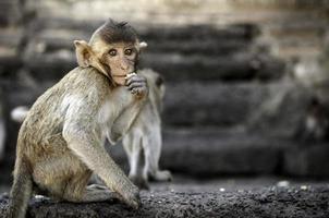 monkey in front of temple in Lopburi photo