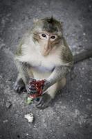 mono delante del templo en lopburi foto