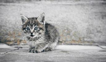 Portrait of a little kitten in outdoors. photo