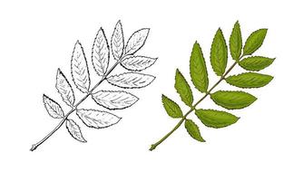 Vector hand-drawn a rowan leaf illustration. A detailed sketch of a leaf in the retro style. Vintage sketch element for the design of labels, packaging and postcards.