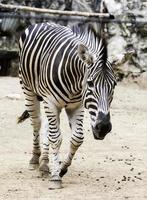 Common Zebra Stallion running Zoo photo