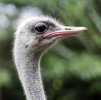 The Ostrich or Common Ostrich  is either one or two species of large flightless
