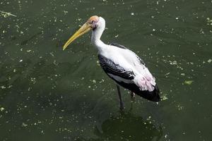 Birds floating on the water photo