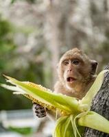 monkey sits on the stone and eats photo