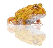 Argentine Horned Frog, Ceratophrys ornata, isolated on white photo