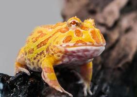 Argentine Horned Frog or Pac-man frog is most common species of Horned Frog, from the grasslands of Argentina, Uruguay and Brazil.