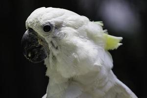 cabeza de cacatúa loro pájaro blanco foto