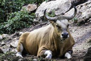 Large bison in the forest, bison in grasslands, wild Plains Bison, focus and green nature background photo