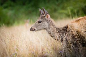 deer fawn standing in tall grass. photo