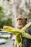 monkey sits on the stone and eats photo