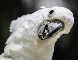 cabeza de cacatúa loro pájaro blanco foto