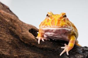 Argentine Horned Frog or Pac-man frog is most common species of Horned Frog, from the grasslands of Argentina, Uruguay and Brazil. photo