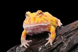 Argentine Horned Frog or Pac-man frog is most common species of Horned Frog, from the grasslands of Argentina, Uruguay and Brazil. photo