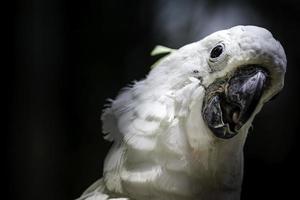 white bird parrot cockatoo head