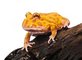 Argentine Horned Frog or Pac-man frog is most common species of Horned Frog, from the grasslands of Argentina, Uruguay and Brazil. photo