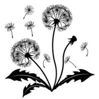 Dandelion bush with leaves. The design element is separated from the background. Vector black and white illustration, silhouette.