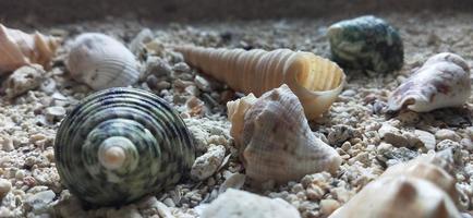 Photo of conch shell on the sand