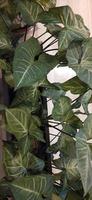 planta ornamental del árbol de taro en la casa foto