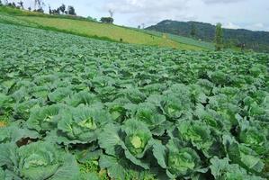 Big Cabbage farm on the mountain and sky photo