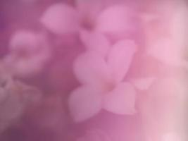 soft focus pink floral background photo
