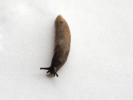 slug snail animal photo