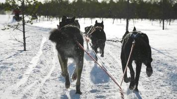 Hundeschlitten gezogen in Zeitlupe von einem Rudel Huskys im tiefen Winterschnee hd video