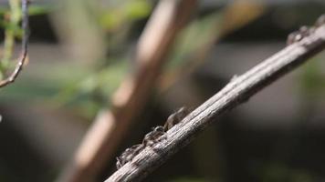 Black ants walking on dry branches video