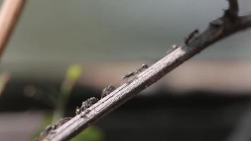 hormigas negras caminando sobre ramas secas