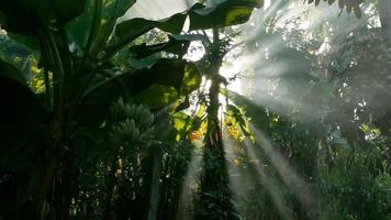 Sun rays shining through trees. Light shining down in nature. nature background. video