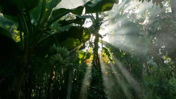 Sonnenstrahlen, die durch Bäume scheinen. Licht, das in der Natur nach unten scheint. Natur Hintergrund. video