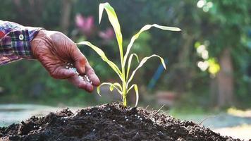 Senior Landwirte, die Düngemittel Pflanzennahrung auf den Boden für Gemüse- und Blumengarten anwenden. Hände düngen Sämlinge im Bio-Garten. video