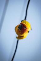 close up face of sun conure parrot hanging on electric wire photo